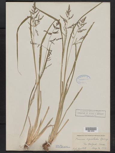 Panicum agrostoides