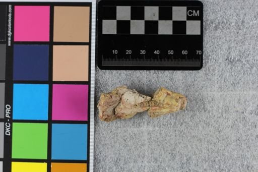 Ischyromys typus