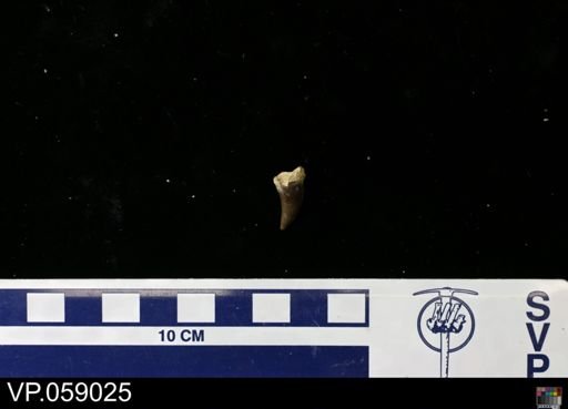 undet. Mosasauridae