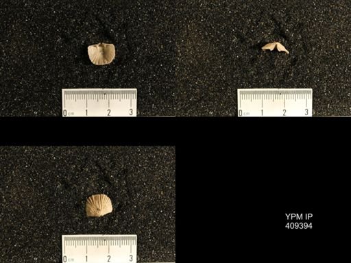Plectorthis sp.