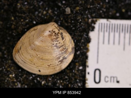 Limopsis striatopunctatus