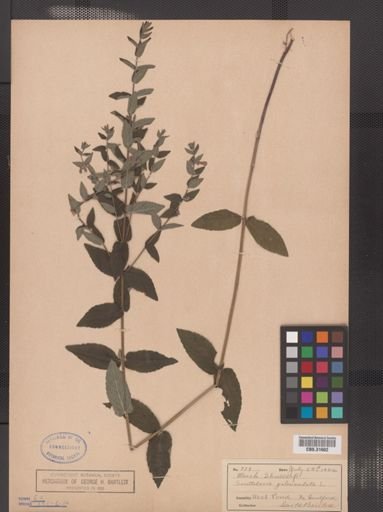 Scutellaria epilobiifolia