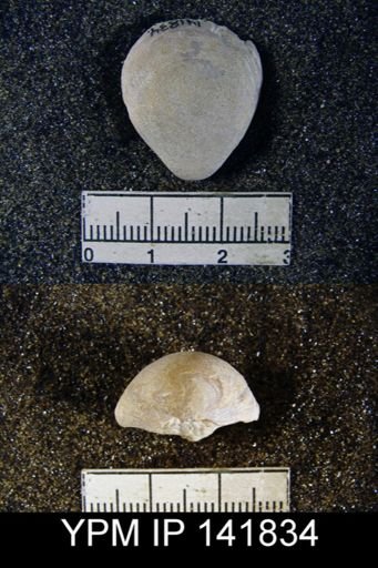 Spirigerella grandis