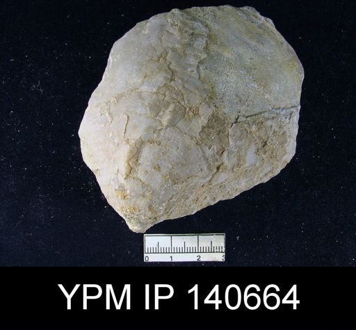Productus (Striatifera) sp.