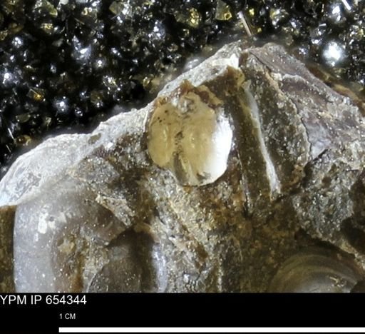 undet. Bivalvia