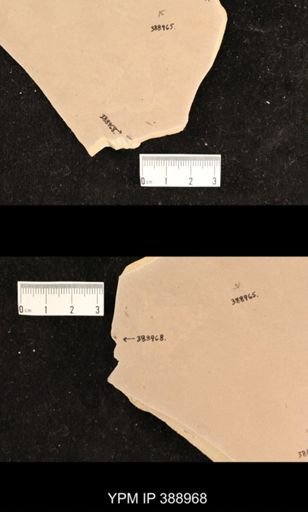 undet. Coleoptera