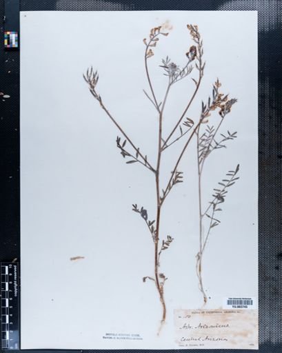 Astragalus