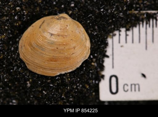 Limopsis striatopunctatus