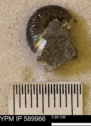 undet. Scaphitidae