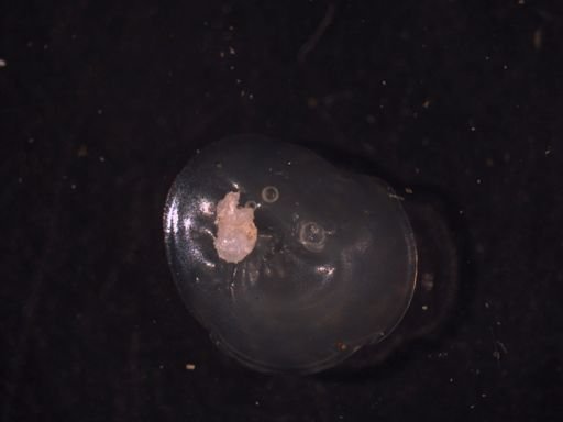 Microporella californica