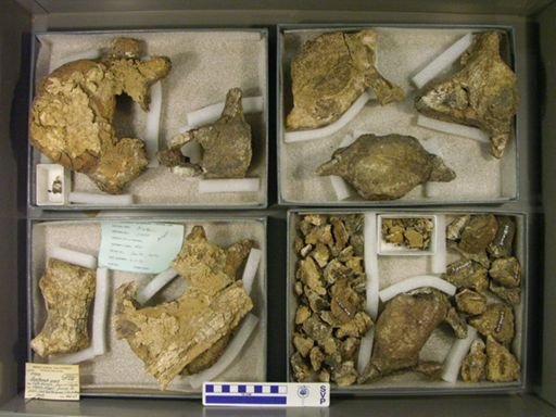 Barytherium grave