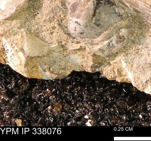 undet. Bivalvia