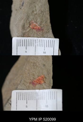 Porifera?