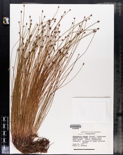 Eleocharis obtusa