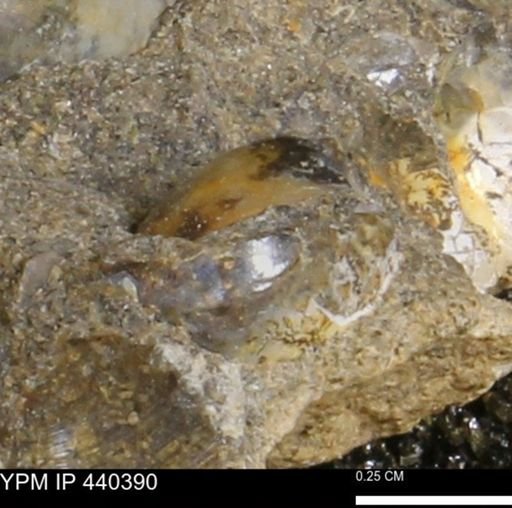 Protocardia subquadrata