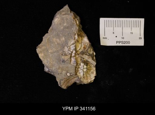 Scaphites sp.