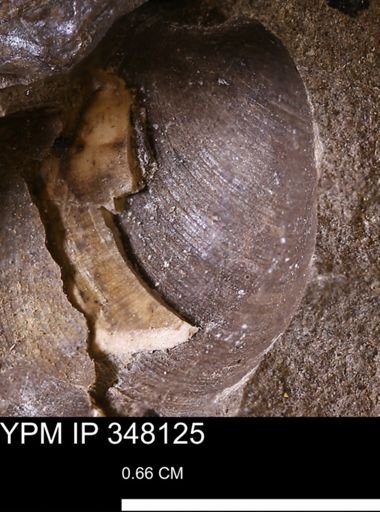 Limopsis striatopunctatus