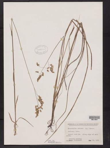 Anthoxanthum nitens