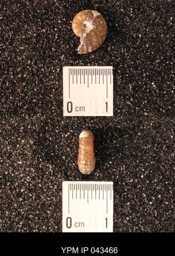 Hoploscaphites nicolletii