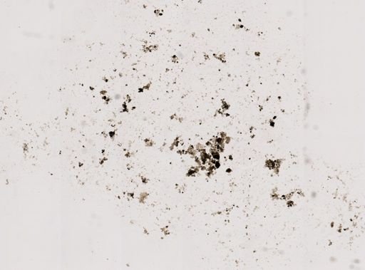 Pleistophora macrozoarcides