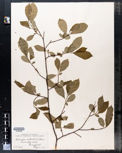 Lindera benzoin