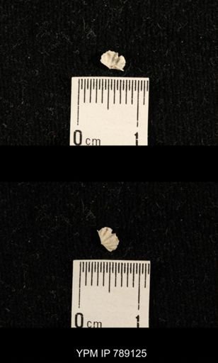 undet. Brachiopoda