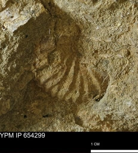 Ammonoidea