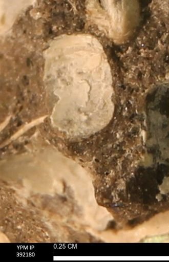 Protocardia sp.
