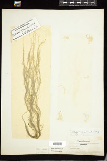 Cladophora glomerata