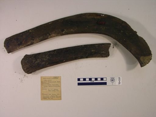 Mammut americanum