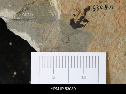 undet. Arthropoda