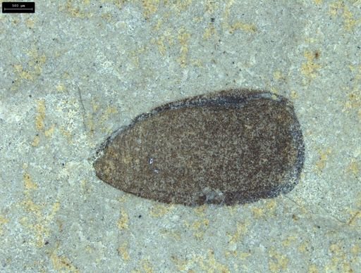 undet. Insecta