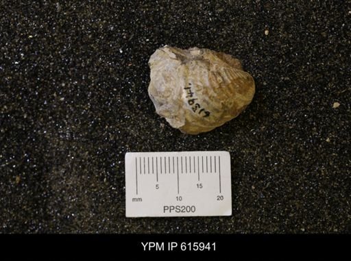 Inoceramus sp.