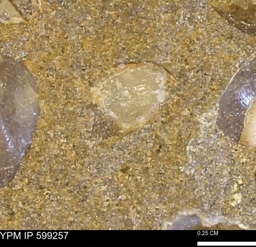 Protocardia subquadrata