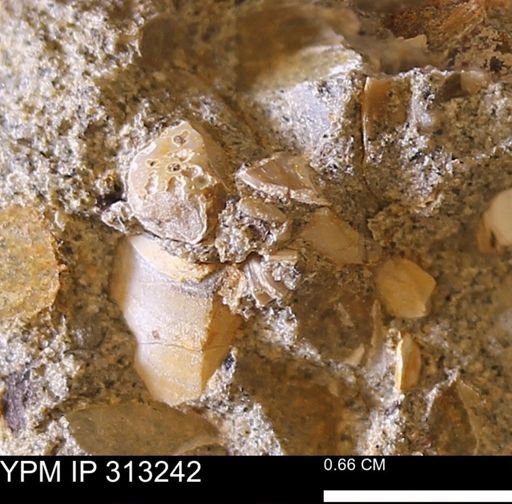 Corbicula sp.