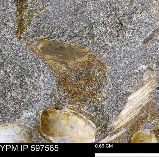 undet. Mollusca