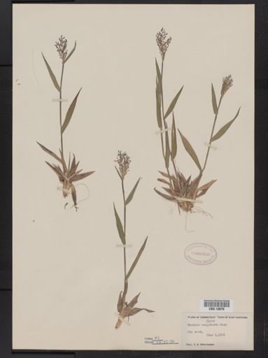 Panicum columbianum tsugetorum