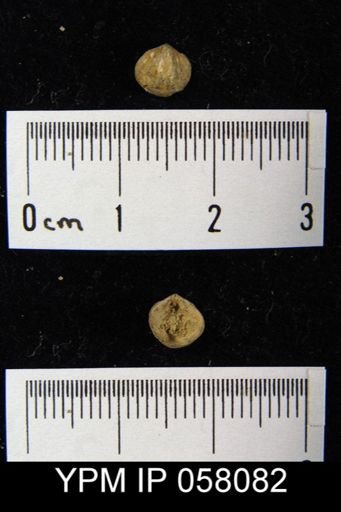 Anoplotheca concava
