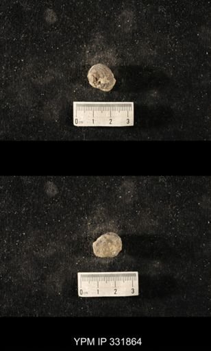 Cyclonema sp.