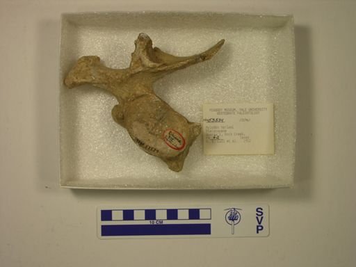 Mylodon harlani