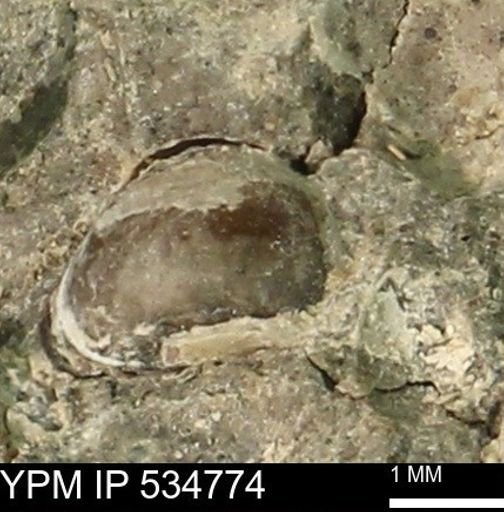Protocardia subquadrata