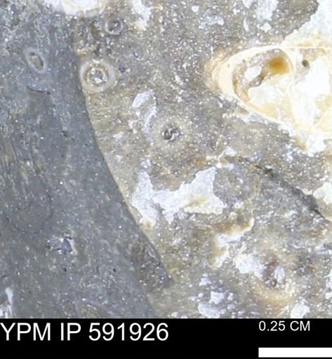 Serpulidae