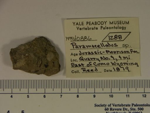 Paramacellodus sp.