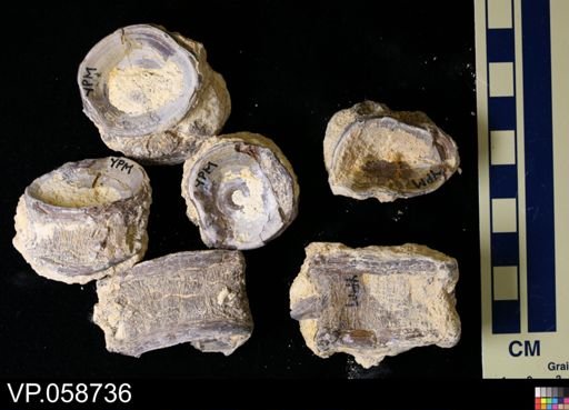 undet. Actinopterygii