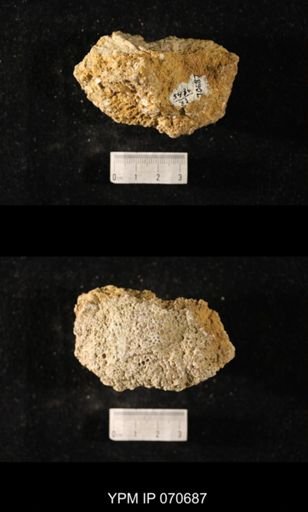 Favosites? louisvillensis