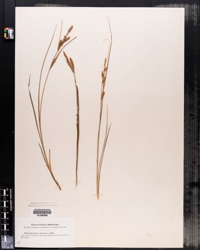 Carex lenticularis