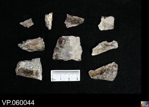 undet. Actinopterygii