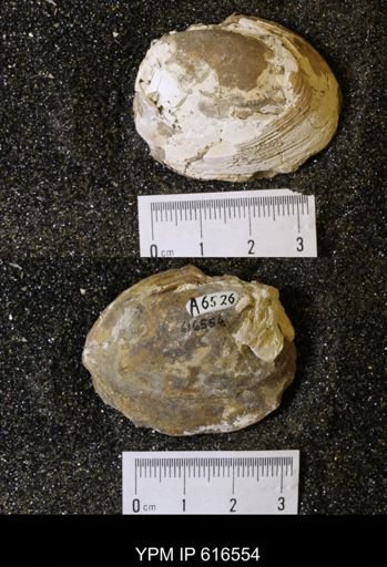 Corbicula?