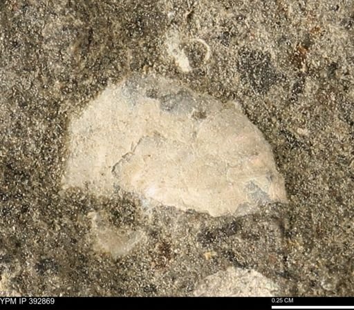 undet. Mollusca