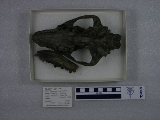 Tomarctus brevirostris